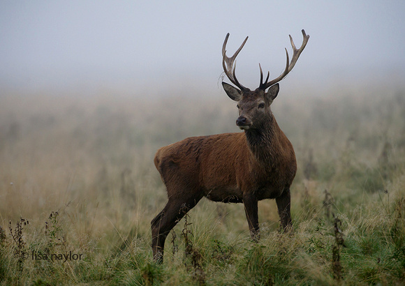 Portrait of a Stag