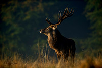 Majestic Deer