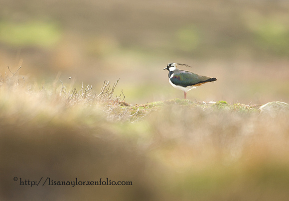 Lapwing in Moorland