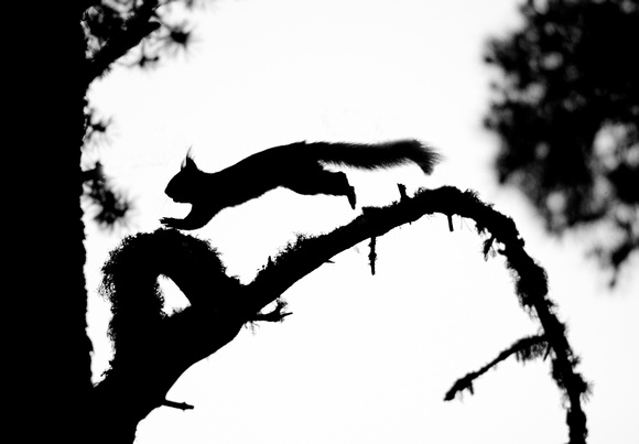 Sillhouetted Leaping Squirrel