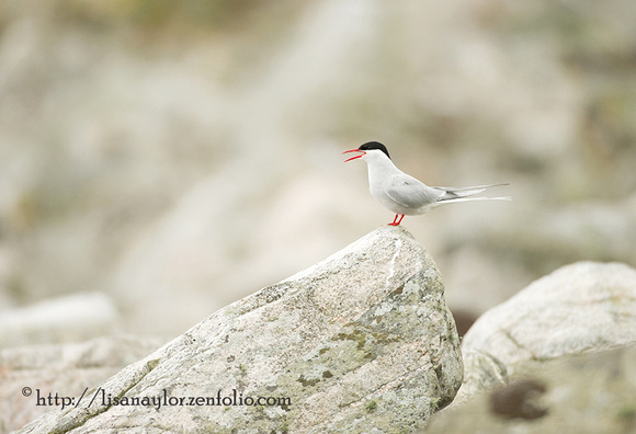 Tern Lookout