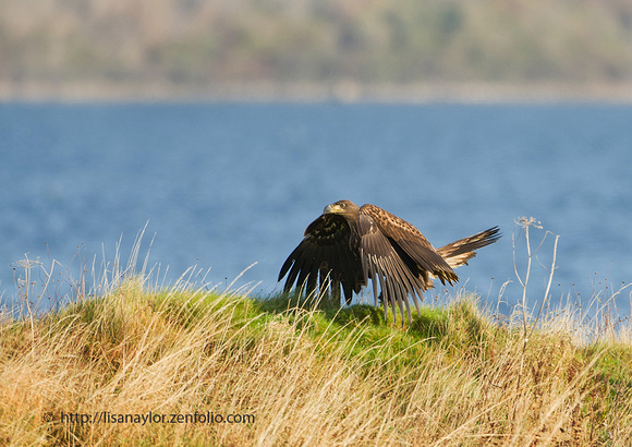 White Tailed Sea Eagle beside the Sound of Mull